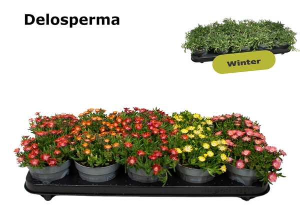 Delosperma Mixtray
