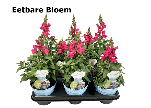 Antirrhinum Essbar