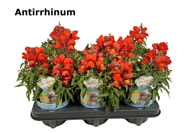 Antirrhinum Essbar