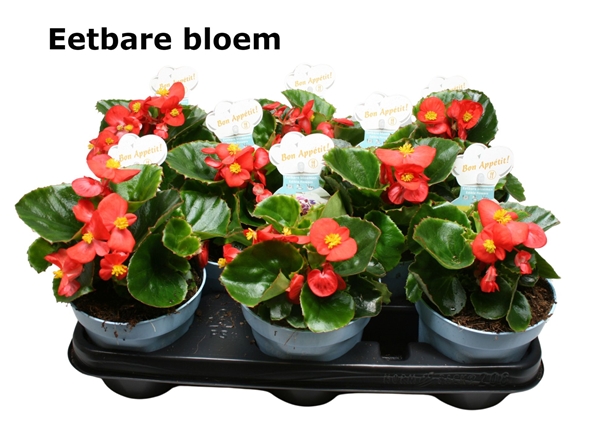 Begonia Apple Blossom Essbar
