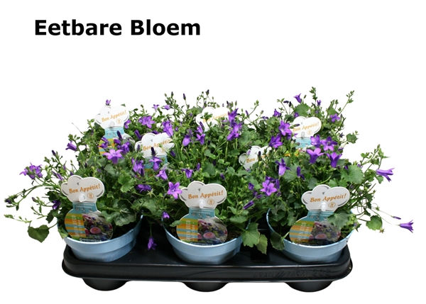 Campanula Essbar