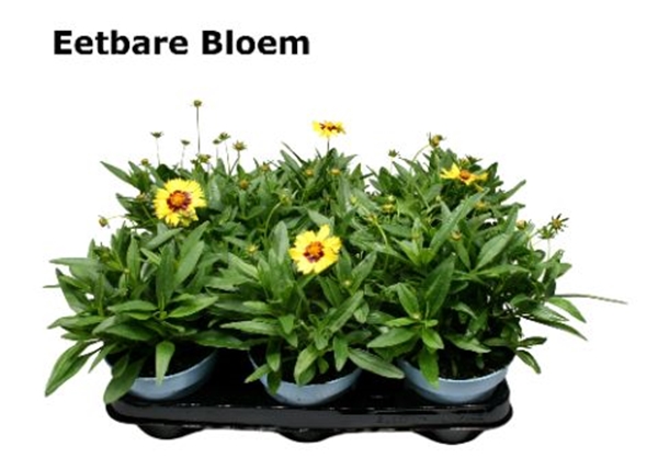 Coreopsis Essbar
