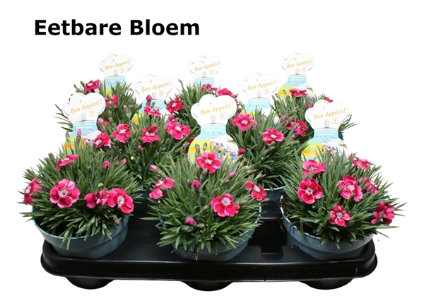 Dianthus Flutterburst Essbar
