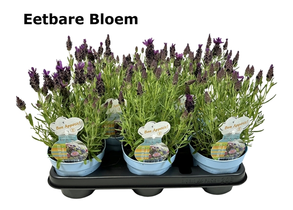 Lavandula Essbar