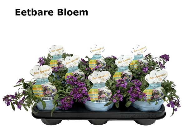 Lobularia Essbar