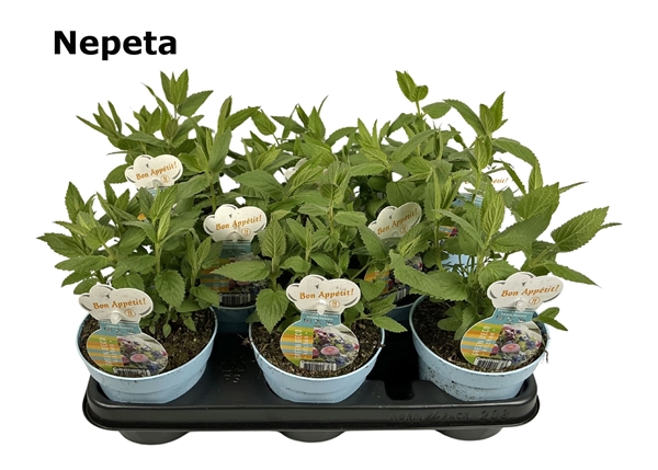 Nepeta Essbar