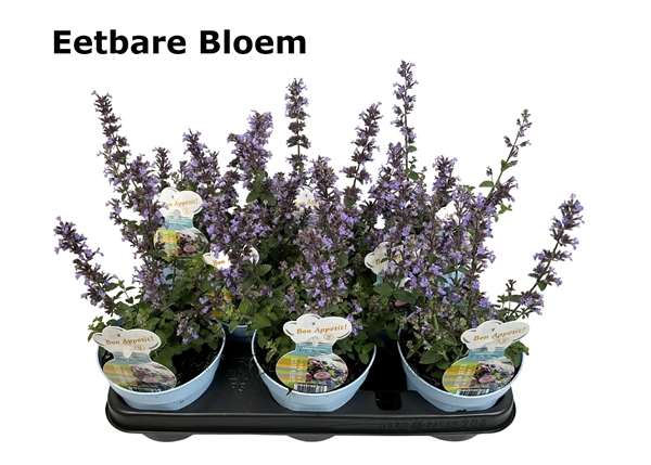 Nepeta Essbar