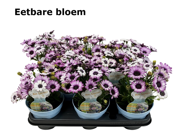 Osteospermum Essbar