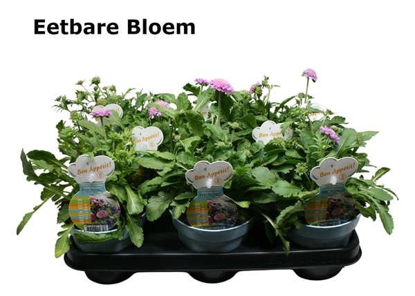 Scabiosa Essbar