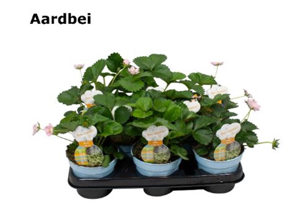 Fragaria Erdbeere