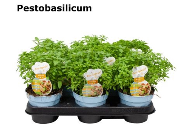 Basilikumpesto Ocimum