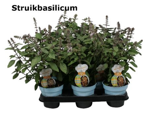 Strauch Basilikum Ocimum