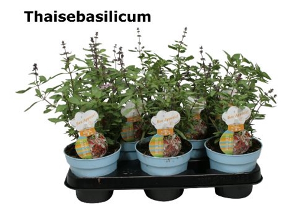 Thai Basilikum Ocimum