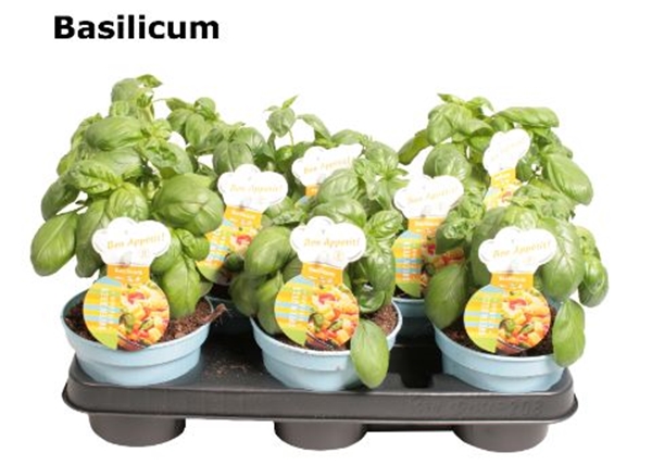 Basilikum Ocimum