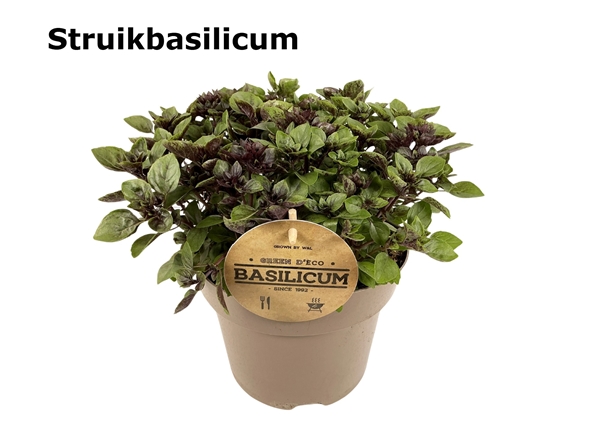 Strauch Basilikum Ocimum