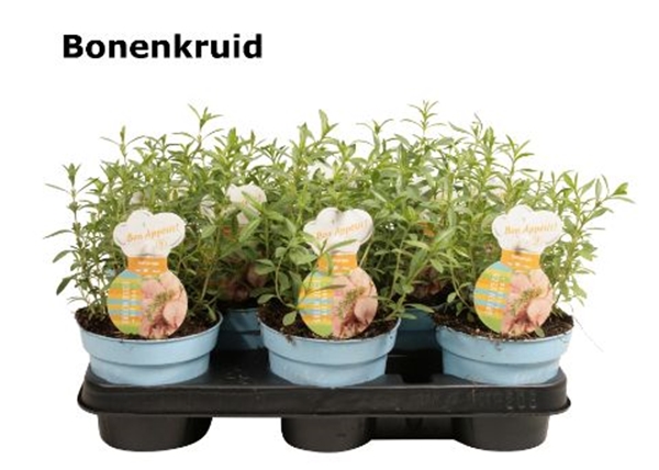 Bohnenkraut Satureja