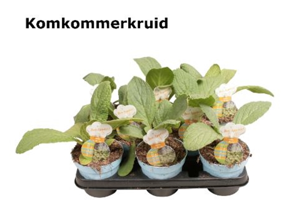 Borretsch Gurkenkraut