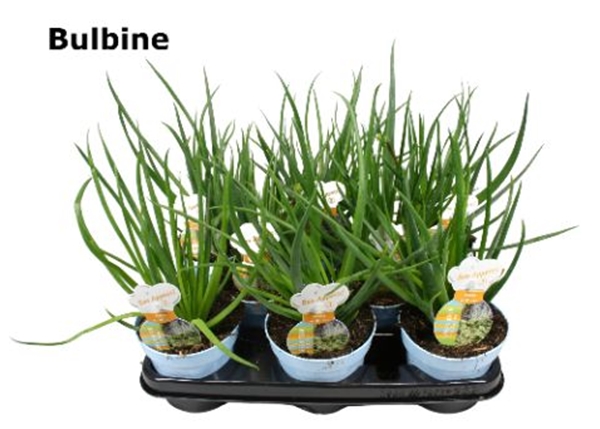 Bulbine medicus 12 cm Prik weg bij muggenbeet wonden handgel