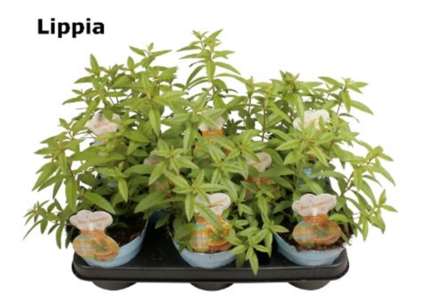 Zitronen Verbene Lippia