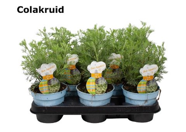 Colakraut Artemisia