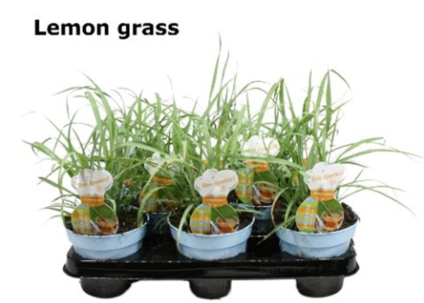Lemongras Cymbopogon 