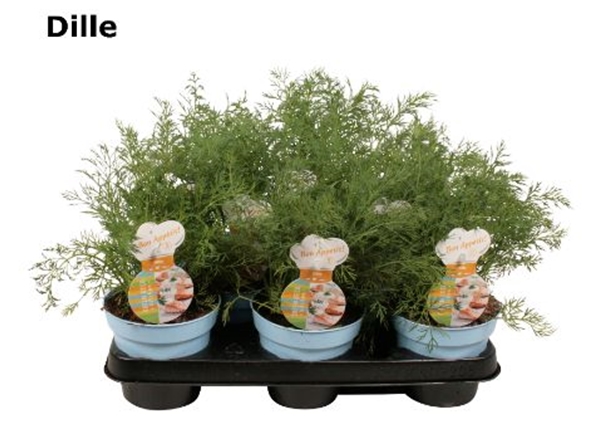 Dill Anethum
