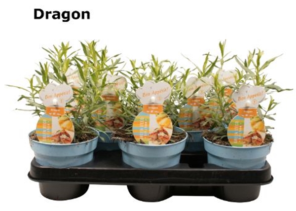 Estragon Artemisia