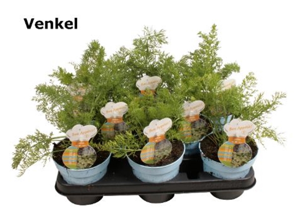 Fenchel Foeniculum 