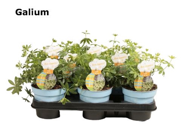 Waldmeister Galium