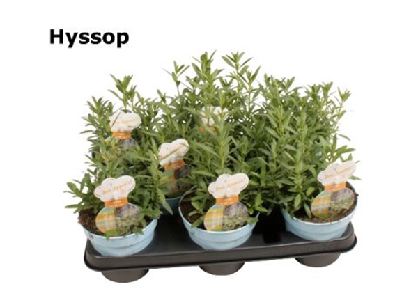 Ysop Hyssopus 