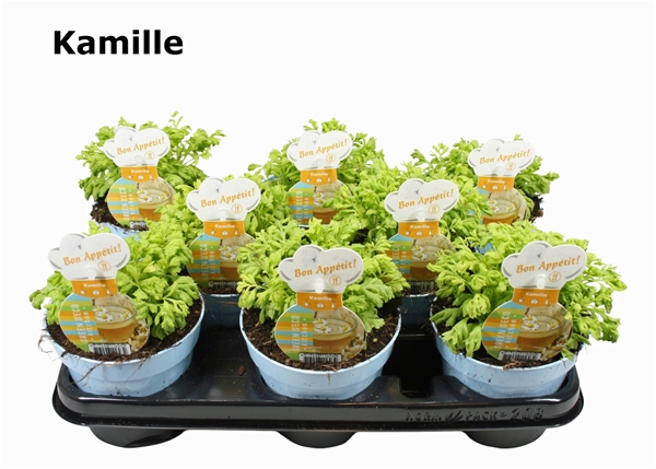 Kamillen Chamamelum