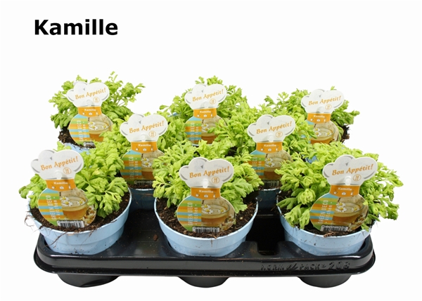 Kamillen Chamamelum
