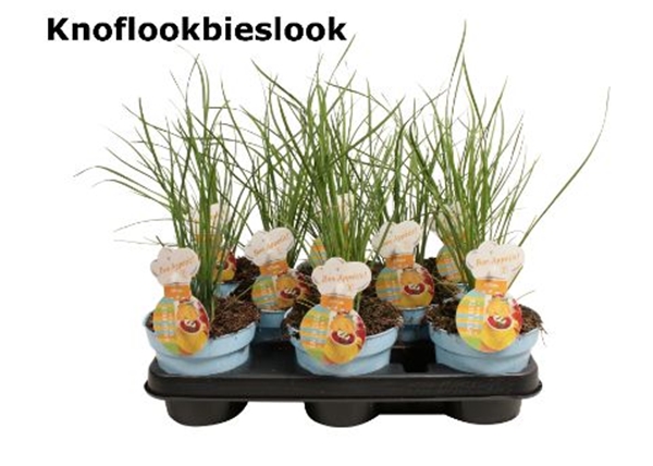 Schnittlauch Knoblauch Allium