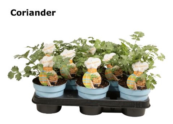 Koriander Coriandrum
