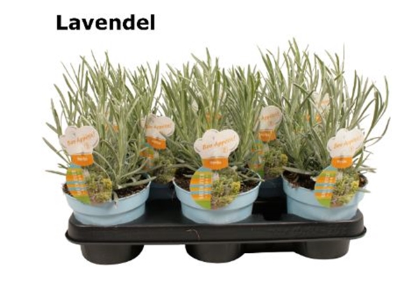 Lavandula Essbar