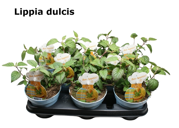 Verbene Dulcis Lippia