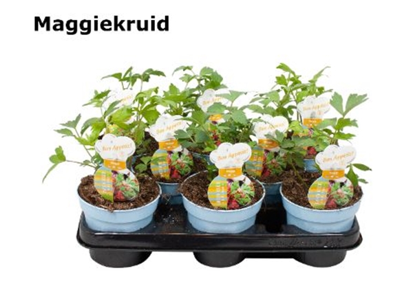 Maggikraut Levisticum
