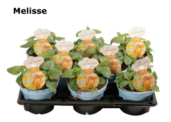Zitronen Melisse