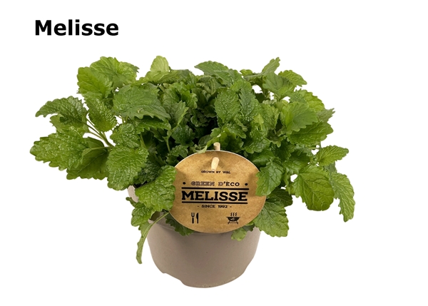 Melisse 