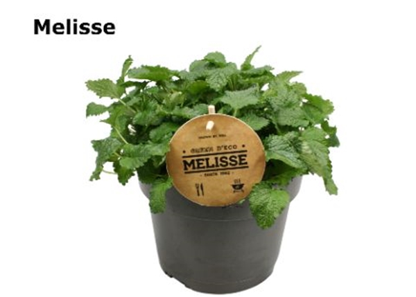 Melisse 