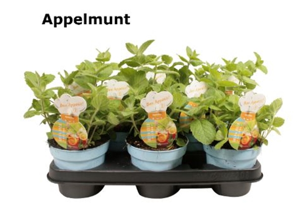 Mentha Apfel Minze