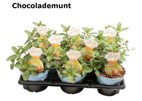 Mentha Schokolade Minze