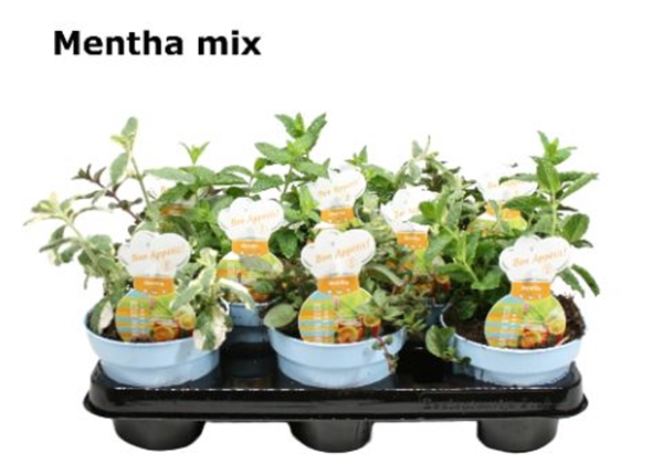 Mentha Teekräuter Minze