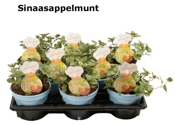 Mentha Orange Minze