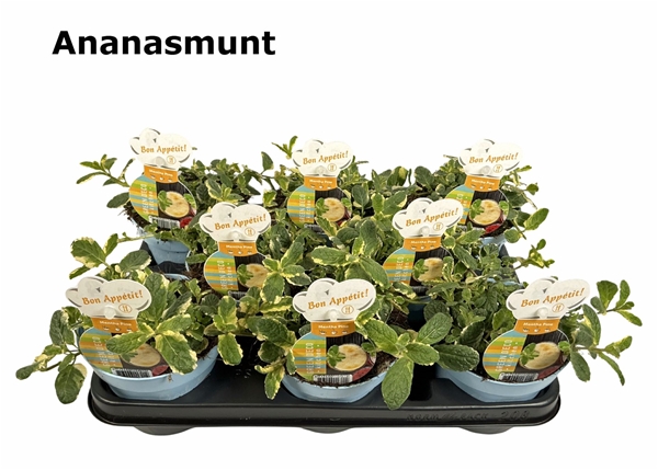 Mentha Ananas Minze