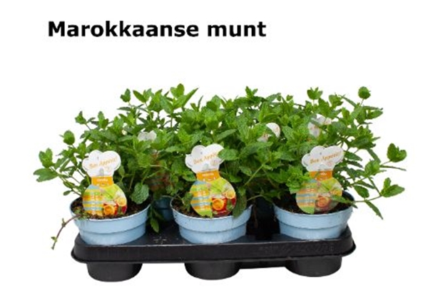 Mentha Marokkanisch Minze