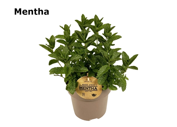 Mentha Marokkanisch Minze