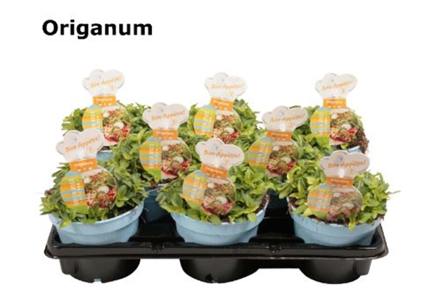 Oregano Gelb