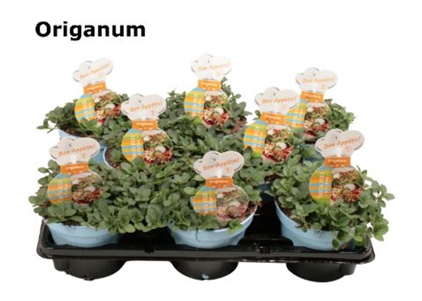Oregano Grün