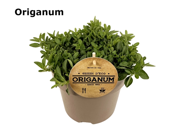Origanum 